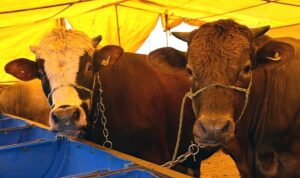 Yaklaşan Kurban Bayramı öncesinde hazırlıklara başlayan Çorlu Belediyesi, kurban satış