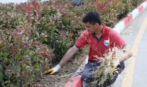 Menderes Belediyesi tarafından ilçe genelinde ki yeşil alanların bakım çalışmaları