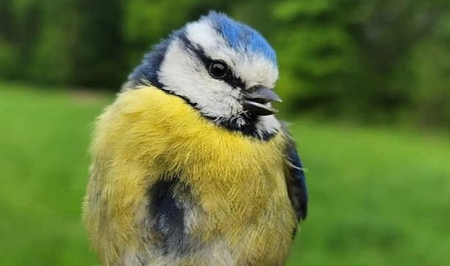 Ormanya’daki kuş türlerinin belirlenmesi, göç rotaları ve davranışlarının incelenmesi amacıyla