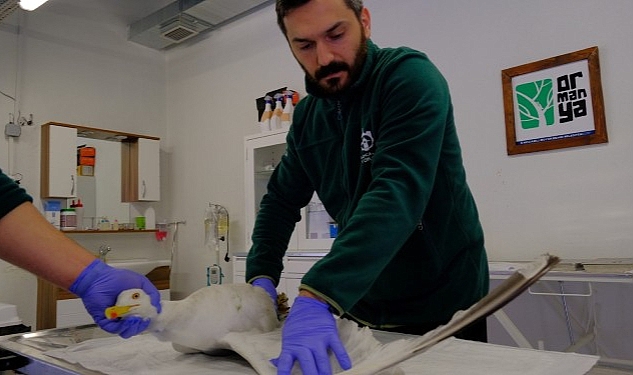 Yaralı martıya Büyükşehir şefkati Büyükşehir Zabıtası, yaralı halde bulunan martının imdadına yetişti. Ormanya’da tedavi