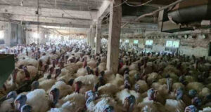 Zonguldak'ın Alaplı ilçesinde girişimci Resul Gazitepe, televizyonda gördüğü haberden etkilenip