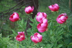 Kazdağı Milli Parkı'nda, koruma altında olan ve çiçeği açtıktan 2