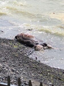 Zonguldak’ın Ereğli ilçesinde deniz kıyısına telef olan inek cesedi sahile