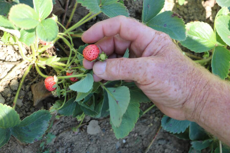 Padişahların meyvesi görücüye çıktı, taleplere zor yetişiyorlar Zonguldak’ın Ereğli ilçesinde yetişen, kokusu, aroması ve rengi ile diğer