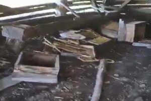 Kastamonu’nun Tosya ilçesinde aç kalan ayı, bulduğu arı kovanlarını parçaladı.