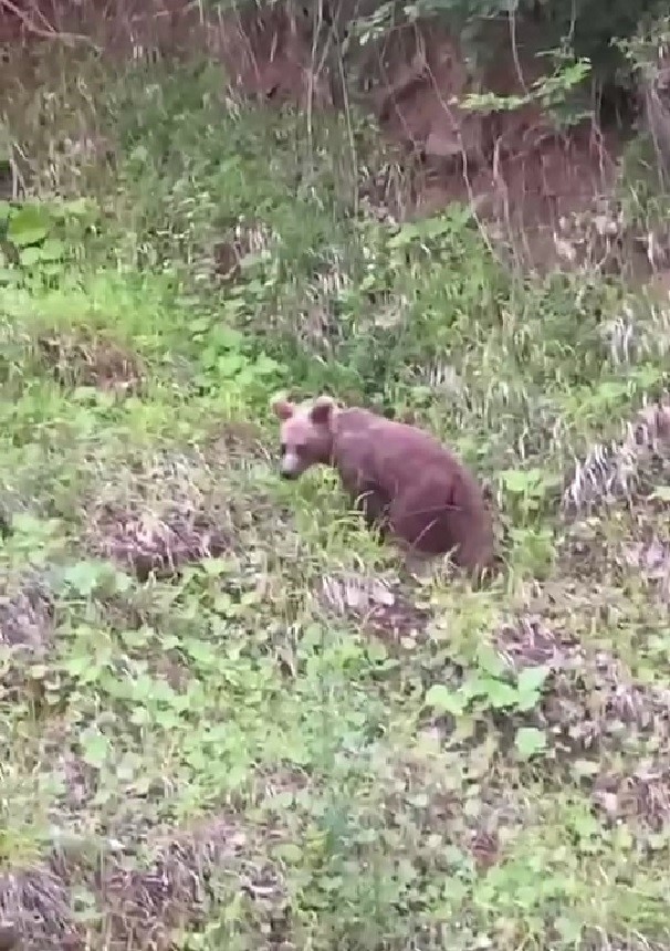 Karabük’ün Yenice ilçesinde bir kişi cep telefonuyla görüntülediği ayıyı ıslık