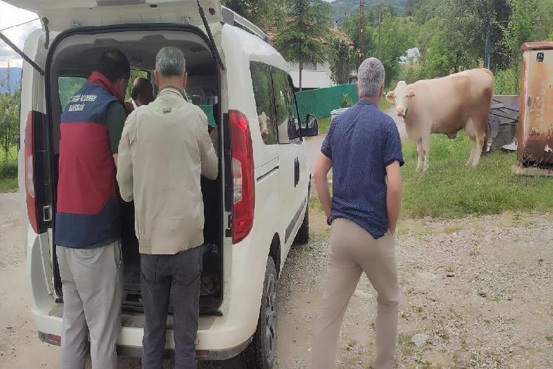 Bartın’da şap hastalığı sebebiyle 3 kilometrelik koruma bölgesi oluşturuldu Bartın’ın Ulus ilçesinde bir yetiştiricinin ahırında bulunan bir adet büyükbaş