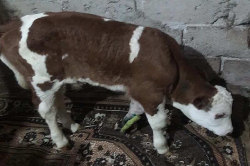 Zonguldak’ın Çaycuma İlçesinde Dereköseler köyünden doğum esnasında buzağının kırılan ön