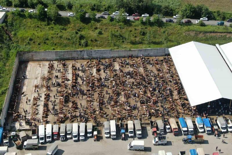 Türkiye’nin önemli hayvan pazarlarından Kastamonu’daki canlı hayvan pazarında Kurban Bayramı