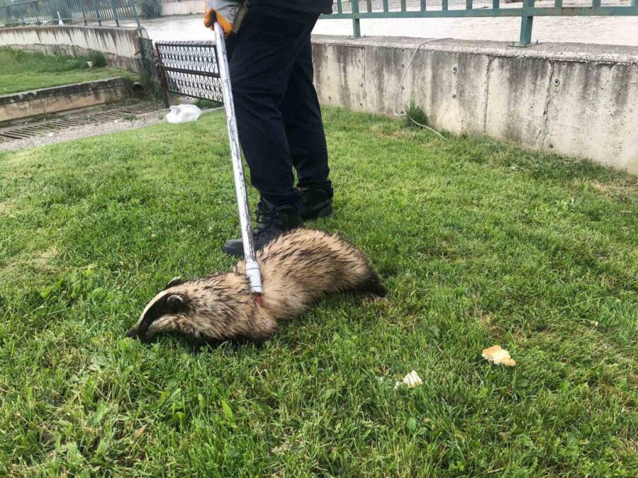 Kastamonu’nun Taşköprü ilçesinde ırmakta mahsur kalan porsuk itfaiye ekipleri tarafından
