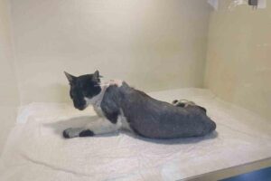 Zonguldak’ta Ontemmuz Mahallesinde havalı tüfekle vurulan ve kanalizasyon borusunun içinde