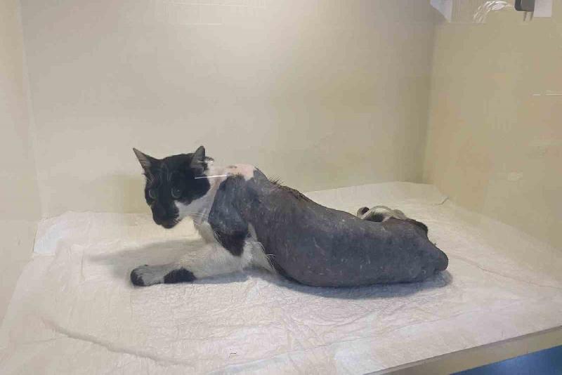 Zonguldak’ta Ontemmuz Mahallesinde havalı tüfekle vurulan ve kanalizasyon borusunun içinde