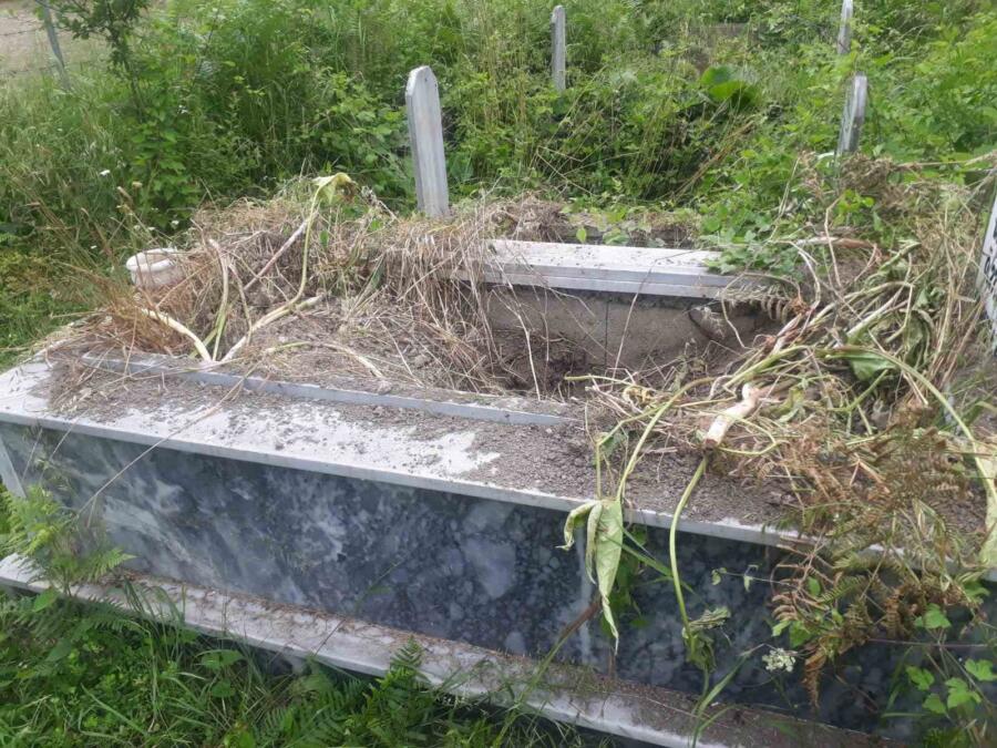 Kastamonu’nun Cide ilçesindeki bir köyde bitkilerin köklerini yemek isteyen ayılar