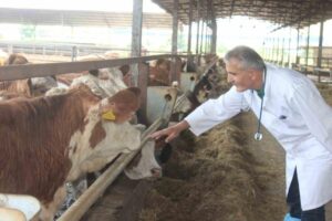 Kurban Bayramı’na sayılı günler kala hayvan pazarlarında hareketlilik sürerken, veteriner