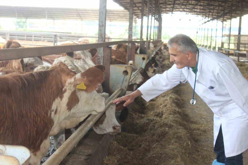 Kurban Bayramı’na sayılı günler kala hayvan pazarlarında hareketlilik sürerken, veteriner