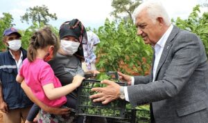 Muğla Büyükşehir Belediyesi ipekböcekçiliği üretimi için üreticilere dut fidanı, besleme