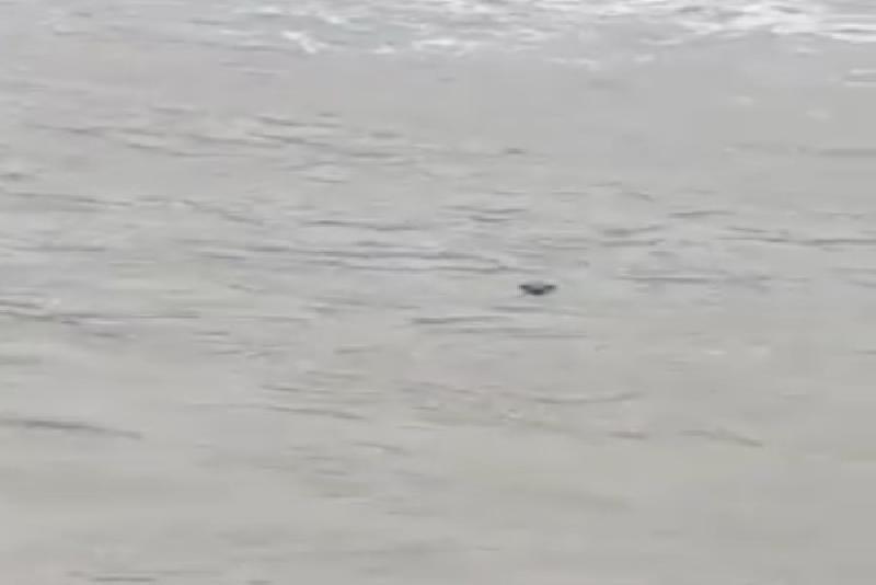 Kastamonu’nun Hanönü ilçesinde Gökırmak’ta nesli tehlike altında olan olan su