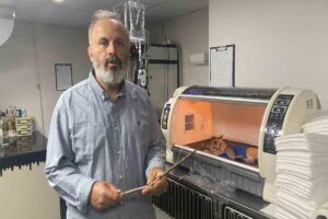 Zonguldak’ta karnına 25 santimetre uzunluğunda odun parçası saplanan British cinsi