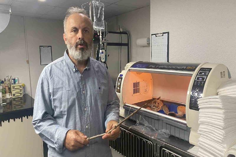 Zonguldak’ta karnına 25 santimetre uzunluğunda odun parçası saplanan British cinsi