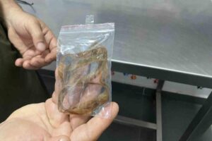 Zonguldak’ta oyun oynarken 1,5 metrelik kurdele yutan British cinsi Mırmır