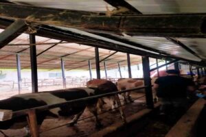 Bartın Merkez ve 2 ilçesinde görülen Şap Hastalığı nedeniyle Çaycuma