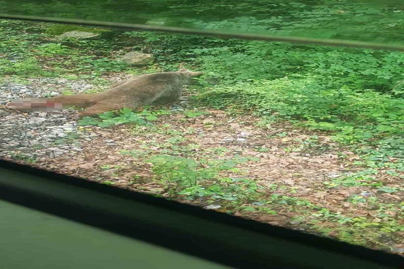 Zonguldak’dan Karabük’e gitmek için hareket eden yolcu treni ayıya çarptı.