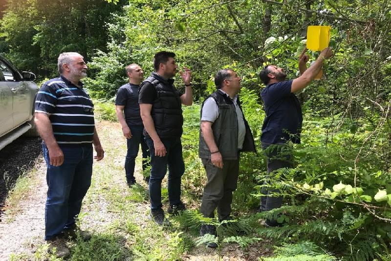 Kastamonu’nun İnebolu ilçesinde kestane ağaçlarında verimin düşmesine sebebiyet veren böceklerle