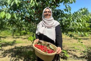 DÜZCE (İHA) – Düzce’de 8 dönümlük araziye dikilen 440 kiraz