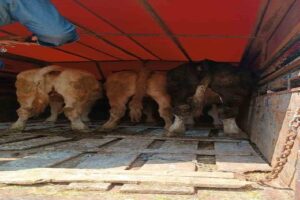 Zonguldak’ın Çaycuma ilçesinde büyükbaş hayvan hırsızlığı yaptığı belirlenen 4 kişi