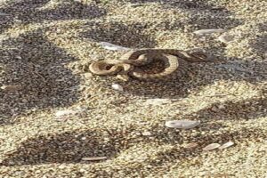 Zonguldak’ın Çaycuma ilçesi Filyos beldesi sahilinde yoğun kalabalığın olduğu zamanda