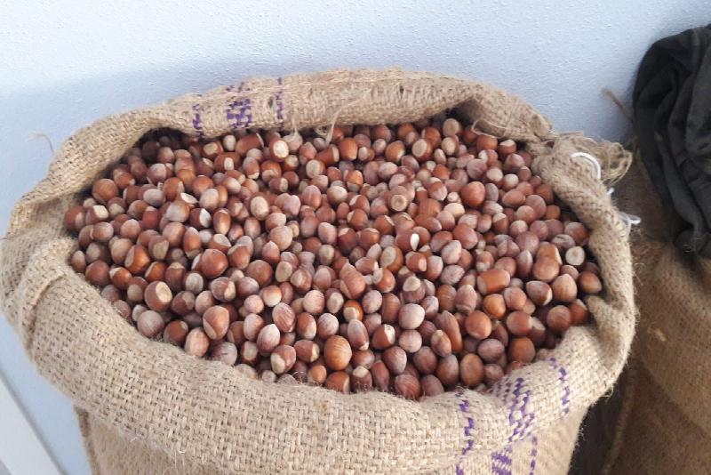 Zonguldak’ın Alaplı İlçesinde serbest piyasada oluşan fındık fiyatları uzun zamandır