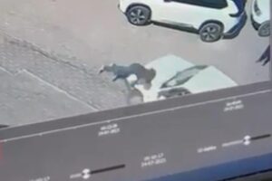 Kastamonu’nun Cide ilçesinde karşıya geçmek için yolda duran yayaya, kadın