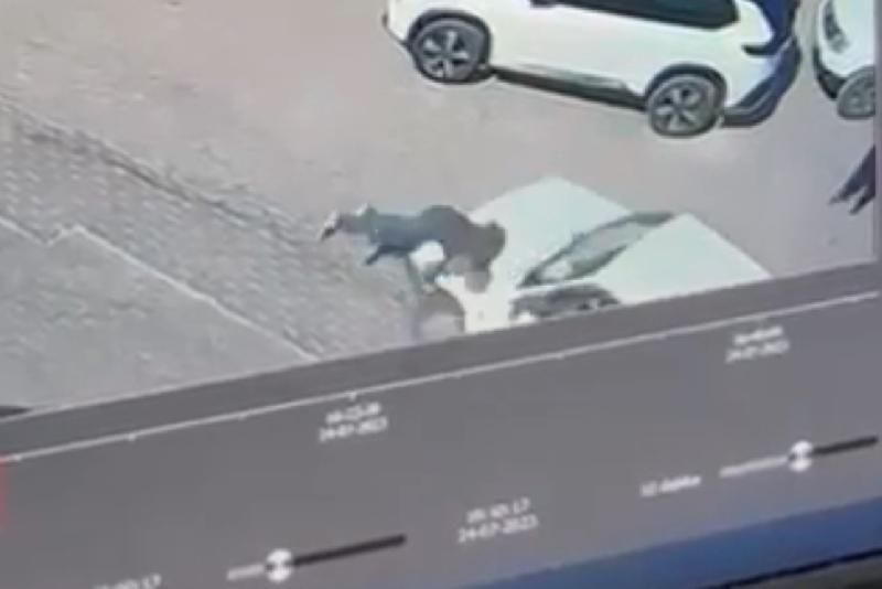 Kadın sürücü, karşıya geçmek için yoldan duran yayayı ezdi, o an ise kameralara böyle yansıdı Kastamonu’nun Cide ilçesinde karşıya geçmek için yolda duran yayaya, kadın