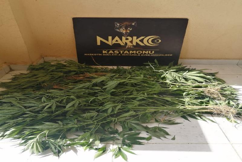 Kastamonu’nun Tosya ilçesinde bir evde yapılan aramalarda 46 kök Hint