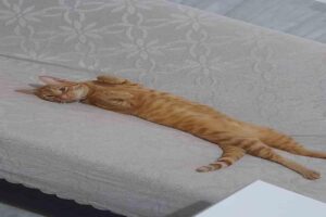 Zonguldak’ın Çaycuma ilçesinde yavruyken sahiplenilen Sarıkuş isimli kedi sahibi tarafından