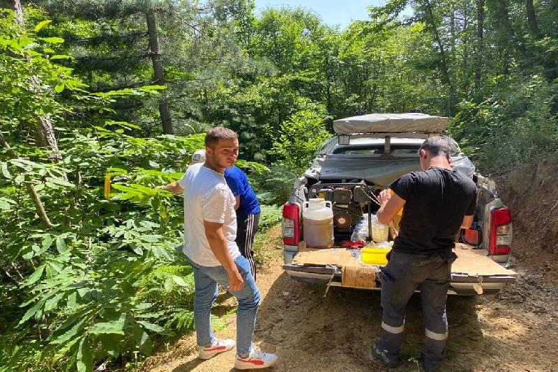 Kastamonu’da kestane ağaçlarına zarar veren gal arısı zararlısına karşı kestane