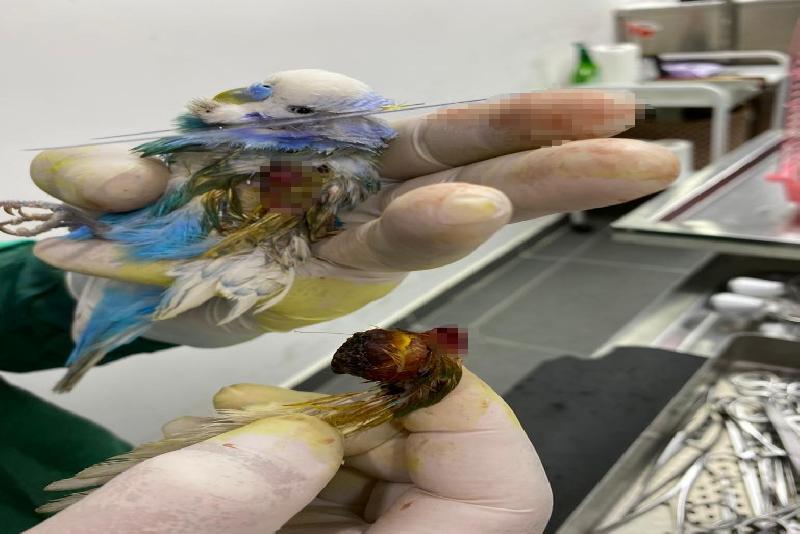 Zonguldak’ta iki buçuk yaşındaki muhabbet kuşunun kanadından fındık büyüklüğünde tümör