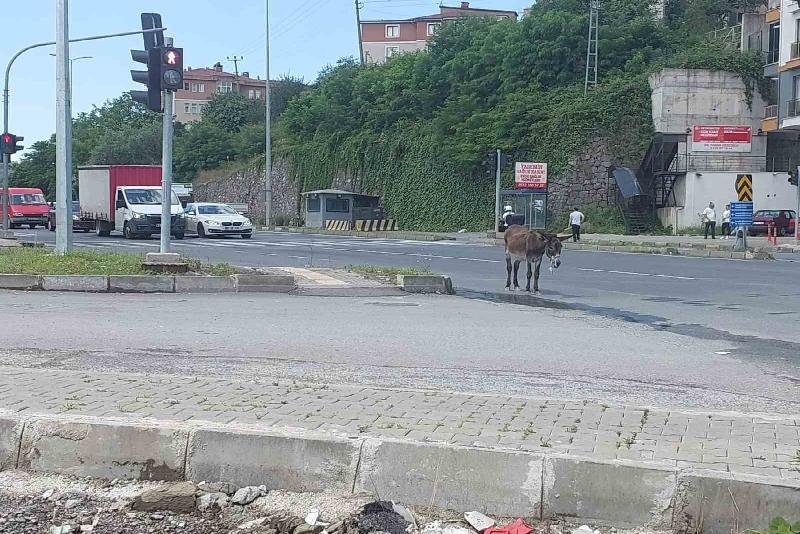 Zonguldak’ın Ereğli ilçesinde sahipsiz eşek, sürücülere zor anlar yaşattı. Öğle