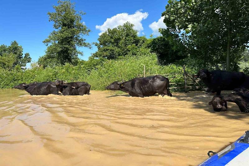 Düzce’de yaşanan selde 2 gündür mahsur kalan 100’e yakın manda