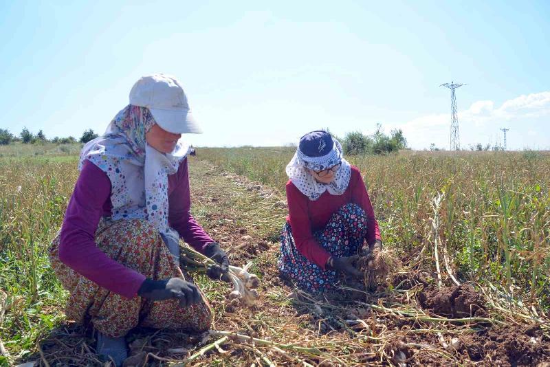 Kastamonu’da iki okul öğrencisi, “beyaz altın” olarak adlandırılan ve dünyanın
