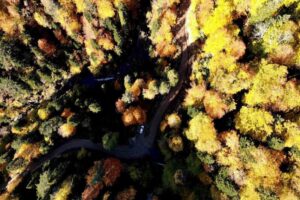 Türkiye’nin en büyük blok ormanlarını içinde barındıran ve Avrupa’nın 100