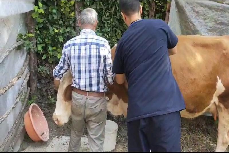 Zonguldak’ta şap hastalığı nedeniyle 120 köy karantina ve gözetim altına