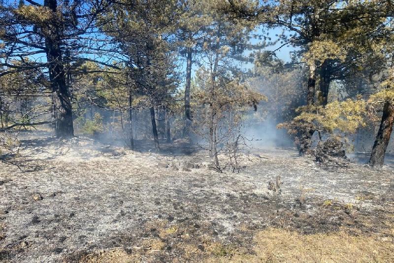 Bolu’da 2 dönümlük orman kül oldu Bolu’nun Mudurnu ilçesinde çıkan orman yangını kısa sürede kontrol altına