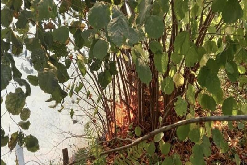 Zonguldak’ta Merkeze bağlı Karapınar köyünde fındık tarlasında çıkan yangın ekiplerin