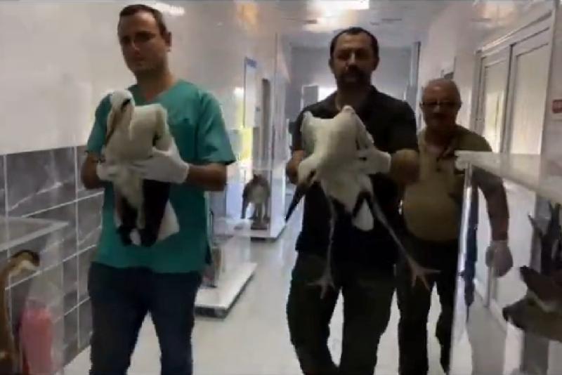 Göç sırasında yaralanan leylekler, tedavisinin ardından doğaya bırakıldı Göç yolculuğu yaptıkları sırada yaralı olarak Kastamonu’da bulunan iki leylek,