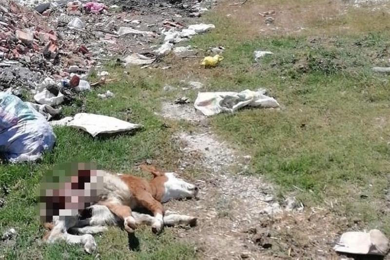 Hastalık sebebiyle ölen hayvanı, yol kenarına attılar Kastamonu’nun Devrekani ilçesinde hastalık sebebiyle ölen büyükbaş hayvanı, yol kenarına