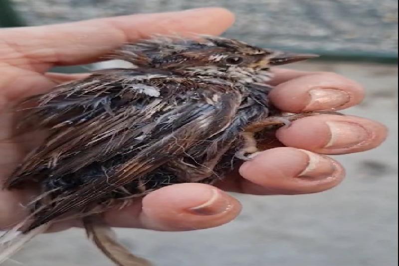 Kastamonu’da sıcak havanın etkisiyle bitkin düşen ve uçamayan serçe yavrusu,