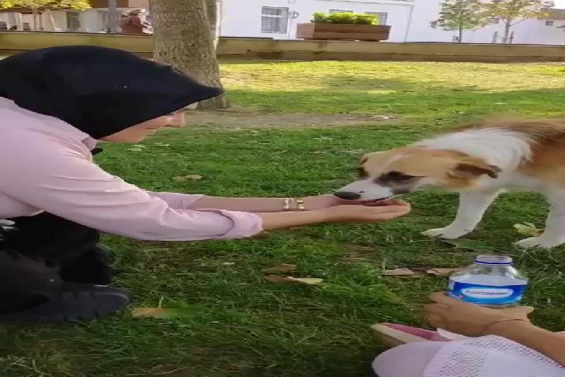 Düzce’de sıcak havanın etkisiyle baygın düşen sokak köpeğine elleriyle su