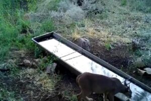 Doğa Koruma ve Milli Parklar Genel Müdürlüğü ekipleri tarafından aşırı