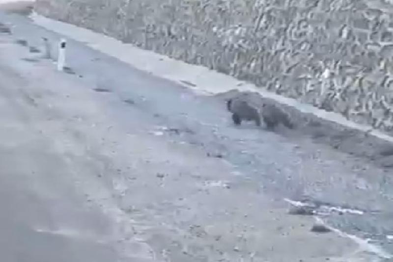 Kastamonu’nun Azdavay ilçesinde yol kenarında koşarak otomobille yarışan 2 yavru